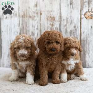 Regina, Mini Labradoodle Puppy